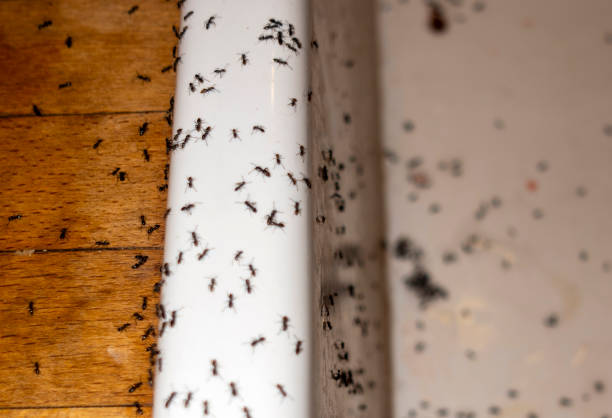 Best Local Pest Control Services  in Fort Atkinson, WI